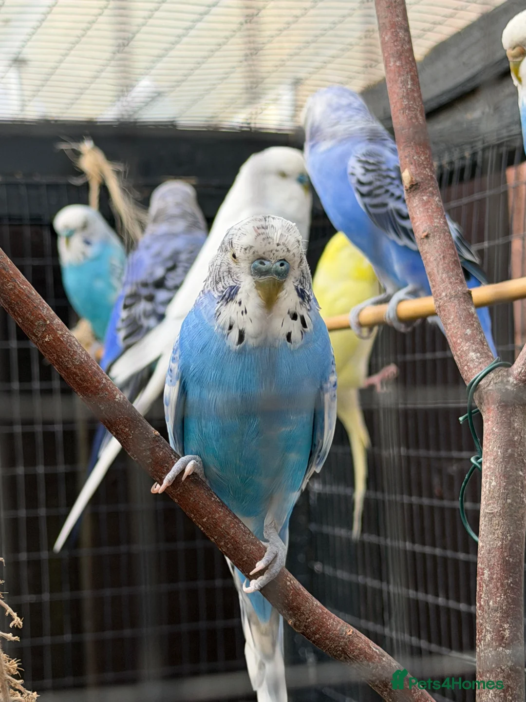 Budgerigars birds for sale: Male budgies in Bury Saint Edmunds - Advert 2