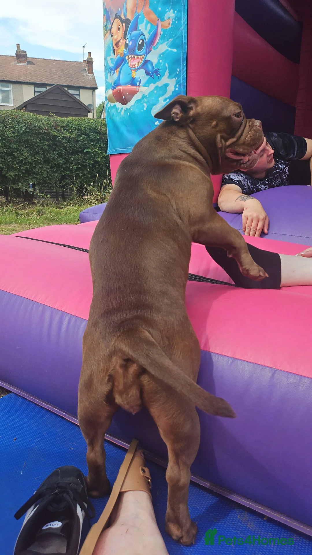 Mixed Breed dogs for sale: Sadie - Advert 2