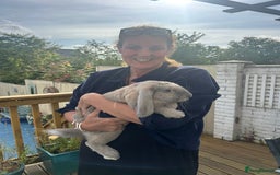 French Lop rabbits for sale: Indoor French Lop - Image 2