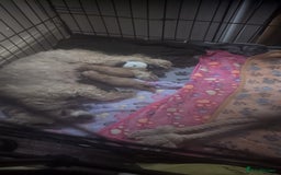 Cavapoo dogs for sale: Gorgeous cavapoo puppies  - Image 4