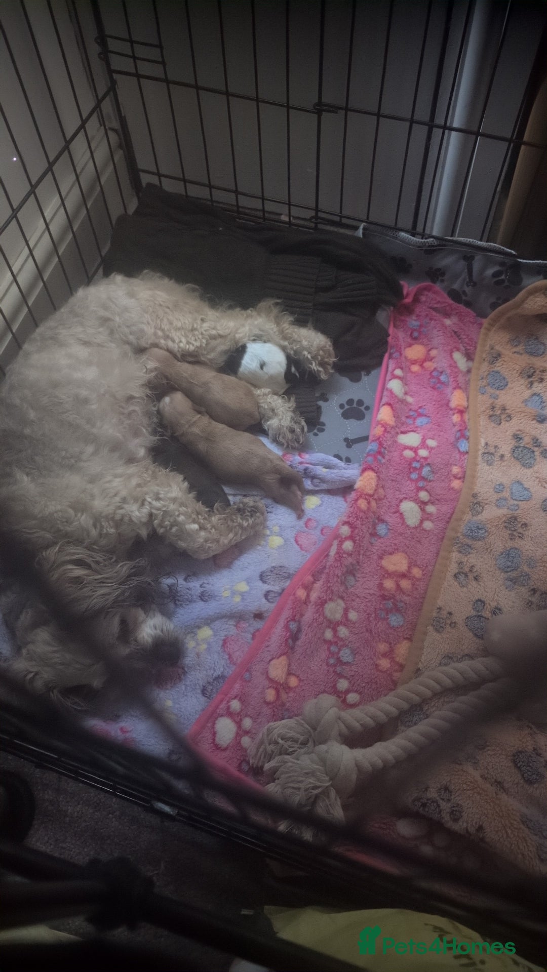 Cavapoo dogs for sale: Gorgeous cavapoo puppies  - Image 4