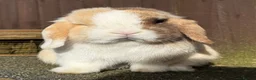 Mini Lop rabbits for sale: Chocolate Harli extreme blue eyed  - Advert 9