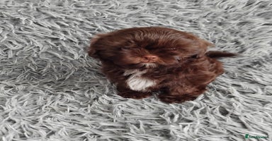 Shih Tzu dogs Beautiful shih tzu babies  - Advert 8