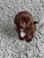Shih Tzu dogs Beautiful shih tzu babies - Advert 2