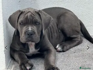 Cane Corso dogs World Monographic Winner Bloodline puppies - Advert 11