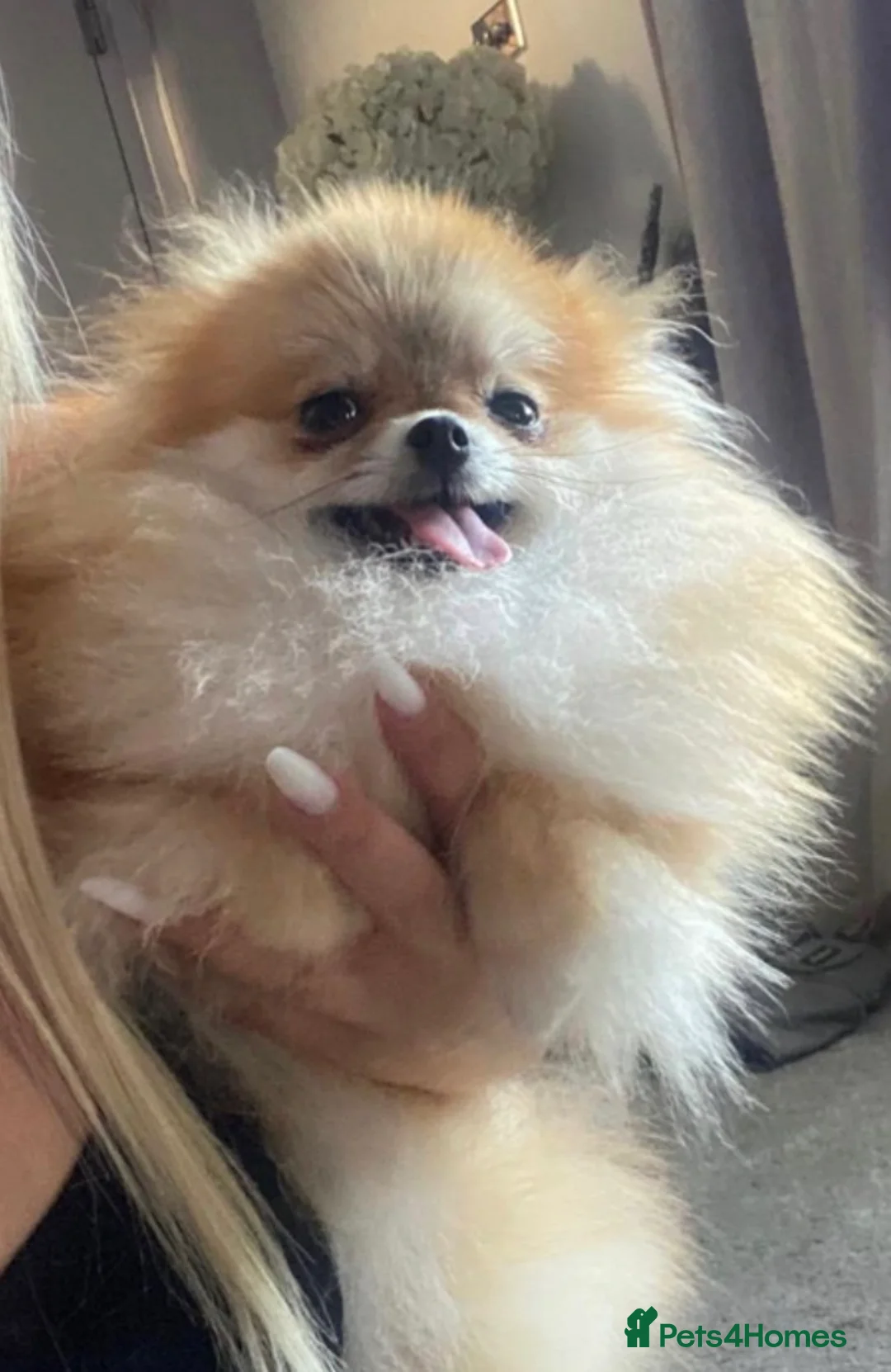 Pomeranian dogs for sale: Female Pomeranian  - Advert 2