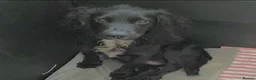 Mixed Breed dogs for sale: Cock-a-tzu  - Advert 2