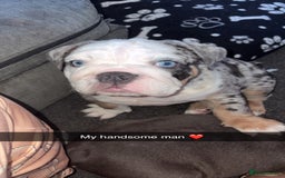 Olde English Bulldogge dogs for sale: Old English bulldog pups fluffy carriers❤️ - Image 4