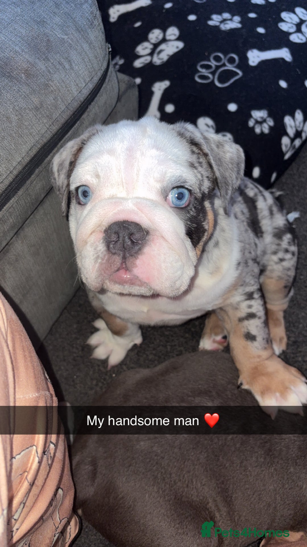 Olde English Bulldogge dogs for sale: Old English bulldog pups fluffy carriers❤️ - Image 4