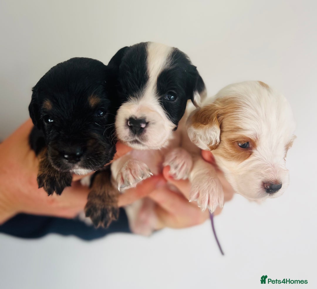 Sprocker dogs for sale: Sprocker/Cocker Puppies - Image 1