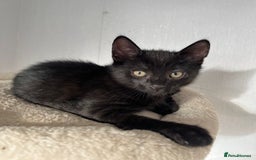 Mixed Breed cats for sale: Russian Blue mix breed kittens  - Image 2