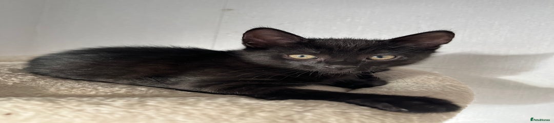 Mixed Breed Kitten 1