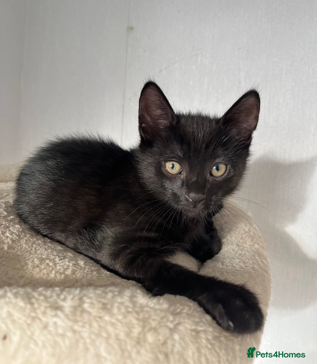 Mixed Breed cats for sale: Russian Blue mix breed kittens  - Image 2