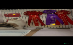 British Shorthair cats for sale: British Shorthair Queen Proven & Show Winning - Image 3