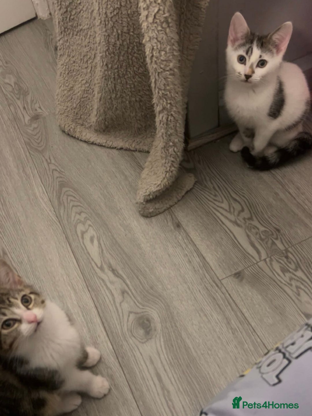 Mixed Breed cats for sale: 2 Female Kittens - Image 2