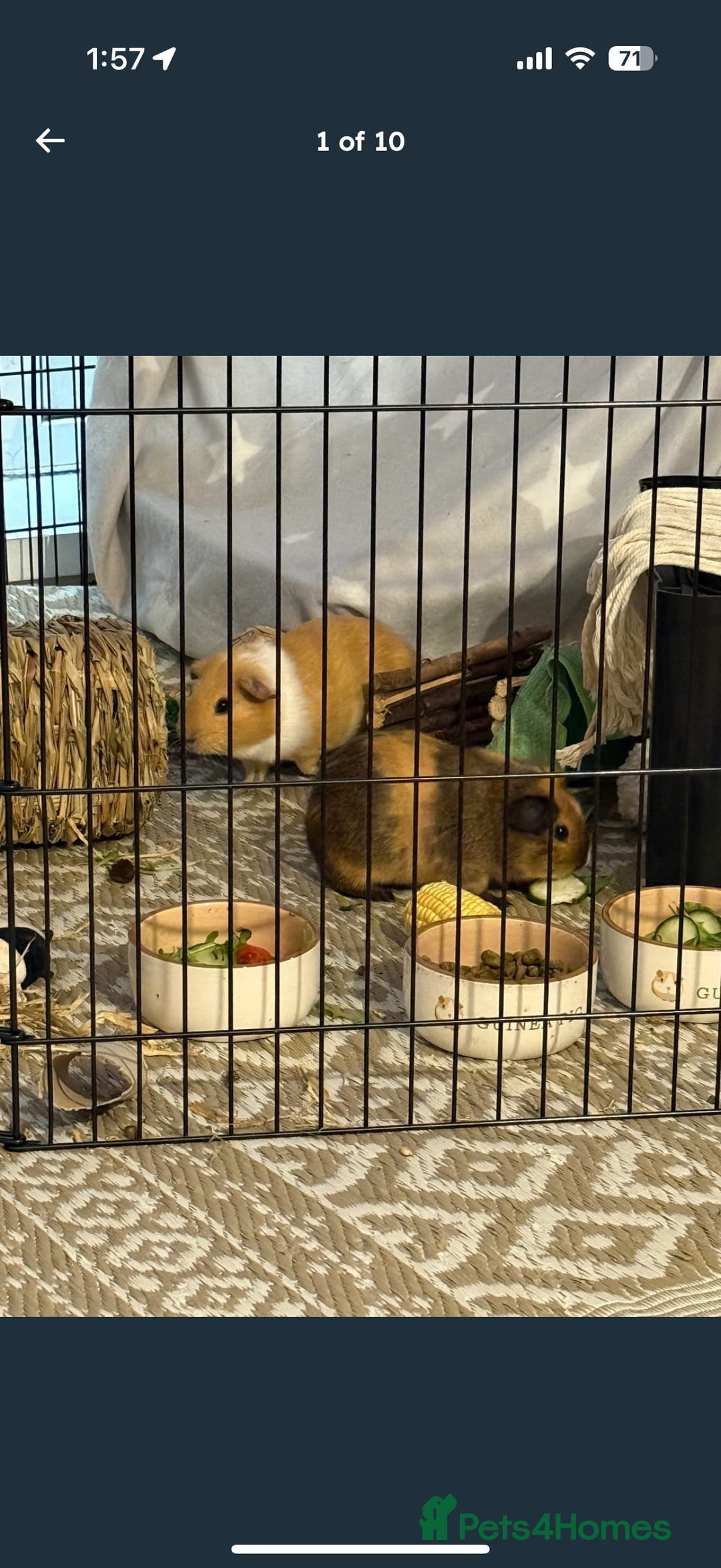 Guinea Pig rodents for sale: X2 male guinea pigs, everything included - Image 1
