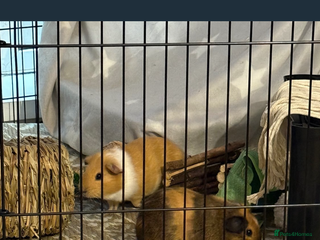 Guinea Pig rodents - Advert 26