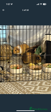 Guinea Pig rodents - Advert 20