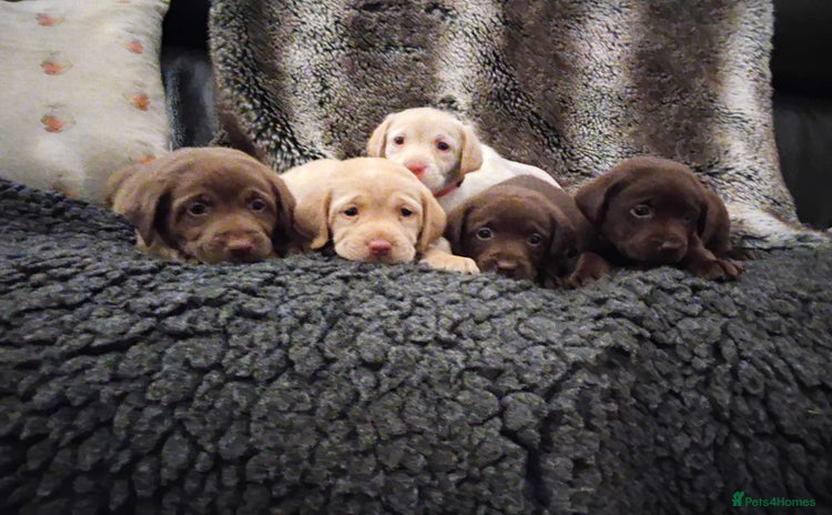 Labrador Retriever dogs - Advert 1