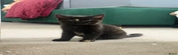Mixed Breed cats for sale: Two kittens for sale  - Advert 6