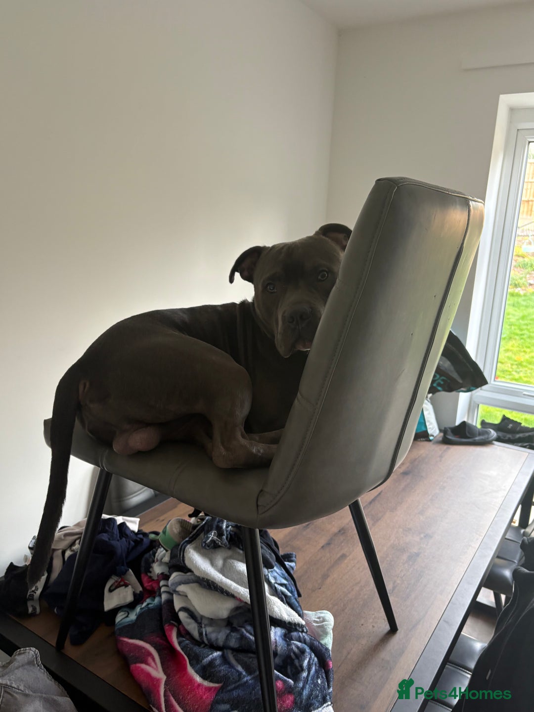 Staffordshire Bull Terrier dogs for sale: Dog looking for new home - Advert 5