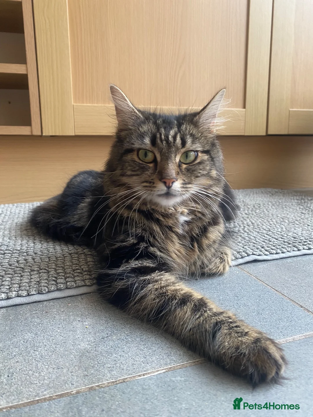 Mixed Breed cats for sale: Beautiful baby girl ready for a loving home 💕 - Advert 10