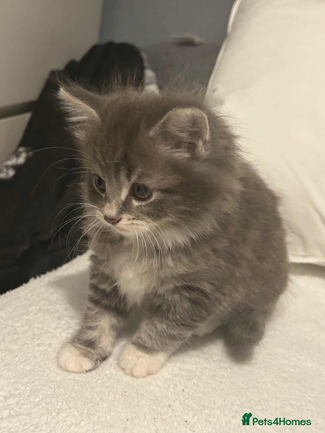 Mixed Breed cats for sale: Mixed breed - Advert 5