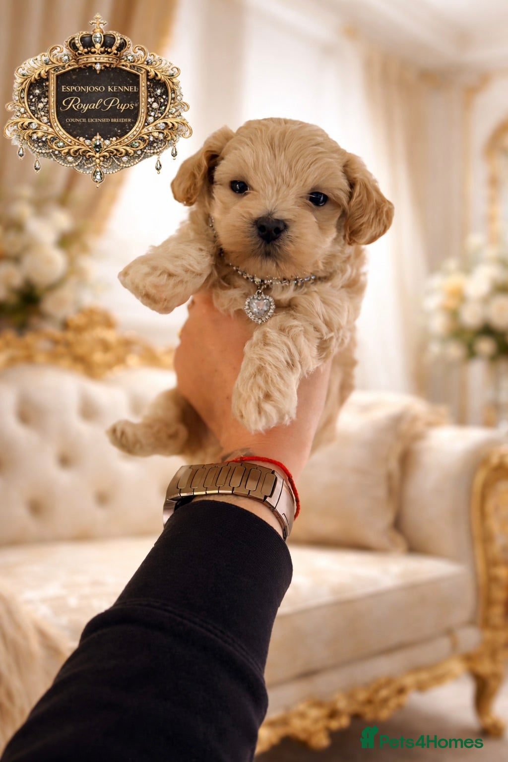 Maltipoo dogs 👑 One in a Million Rare F1 Tiny Asian Maltipoo 👑 - Advert 3