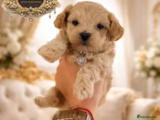 Maltipoo dogs 👑 One in a Million Rare F1 Tiny Asian Maltipoo 👑 - Advert 3