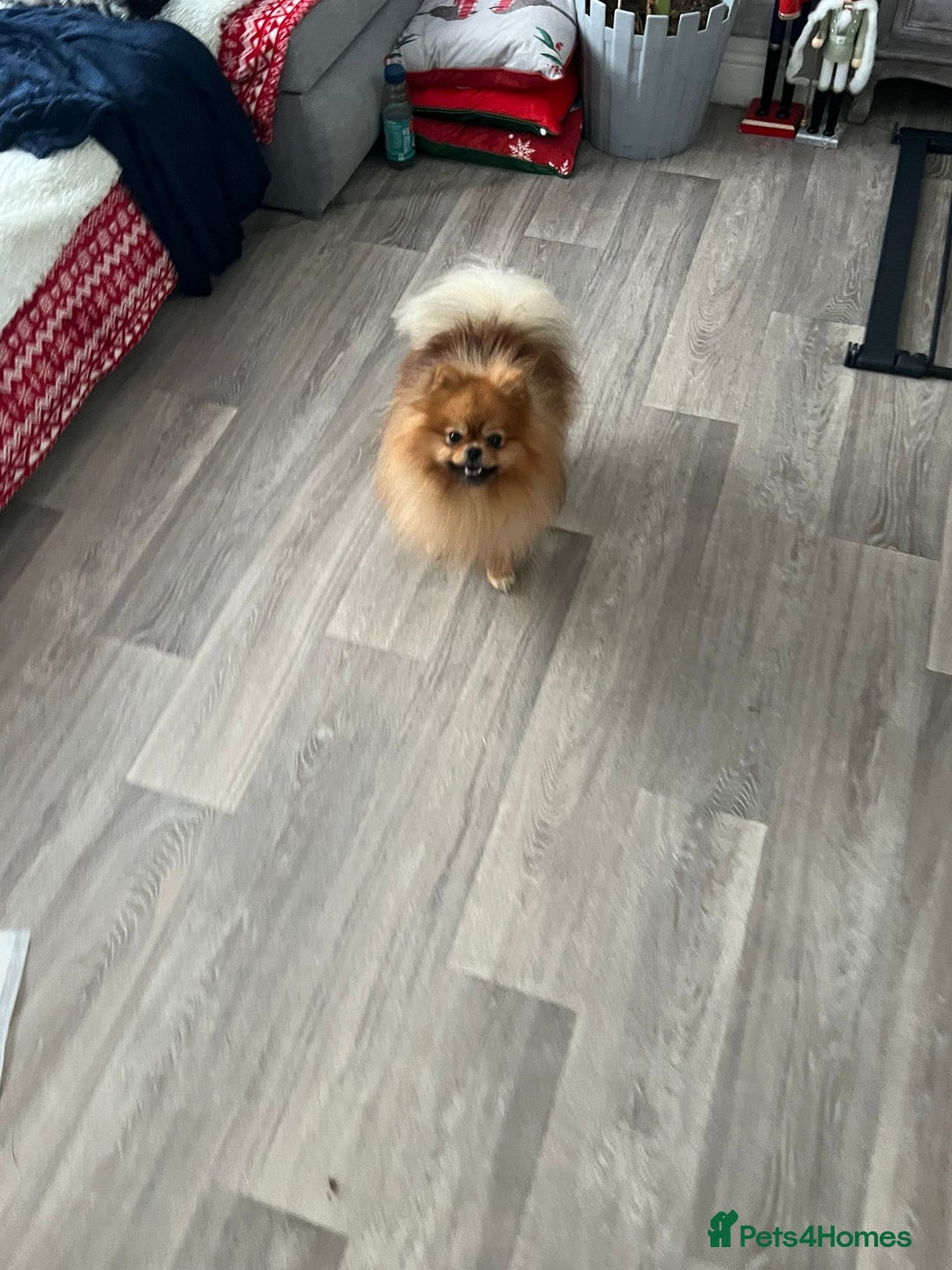 Mixed Breed dogs for sale: Pomeranian mixt with bichon - Advert 3
