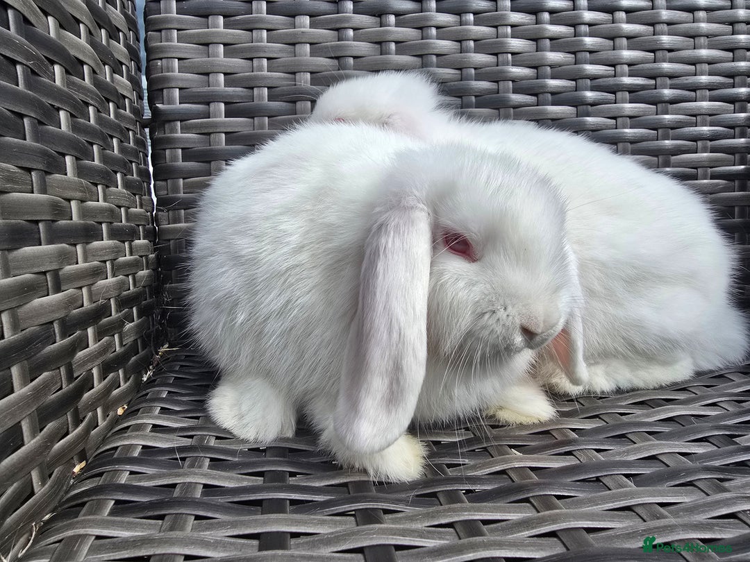 Mini Lop rabbits for sale: Cute Mini Lop Bunnies - Image 3