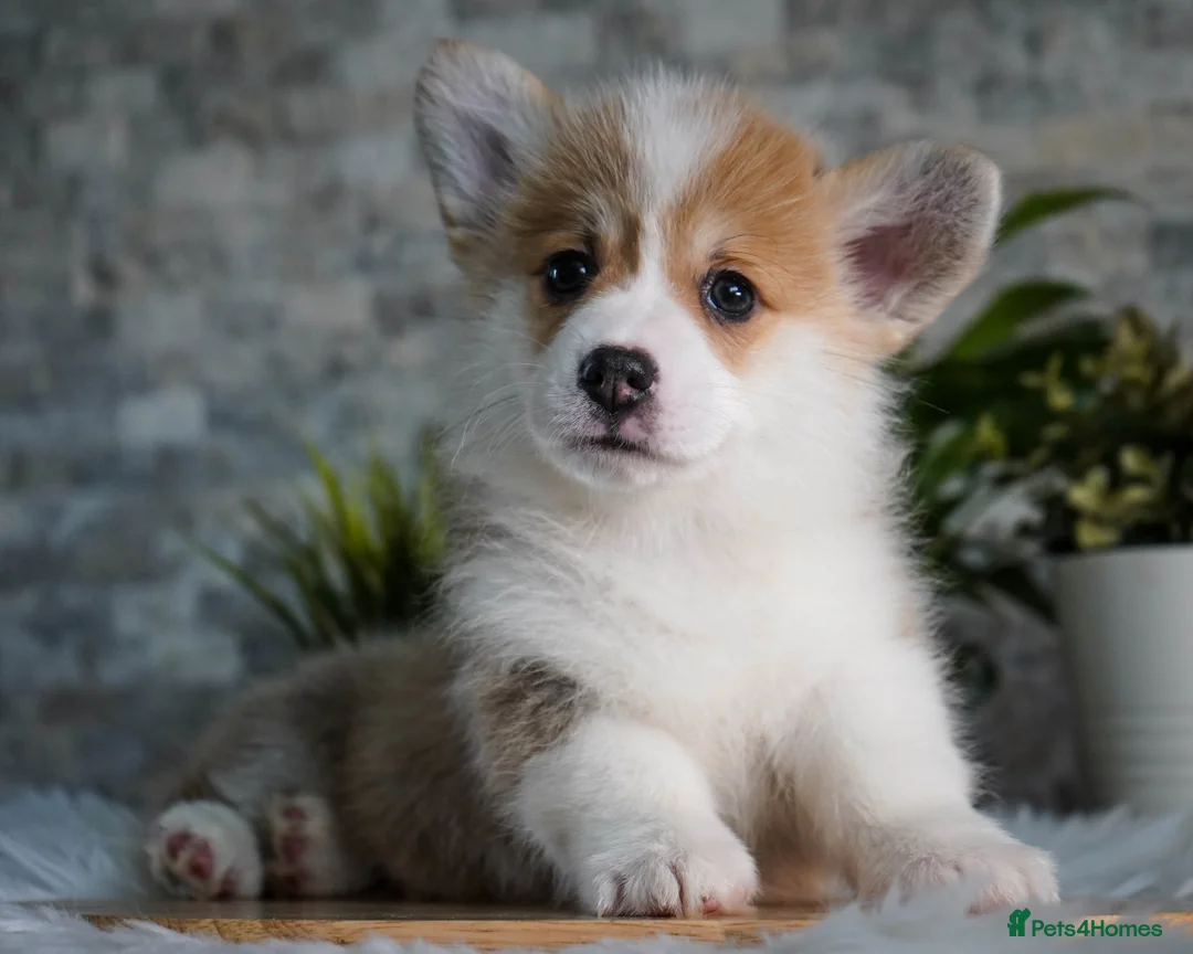 Welsh Corgi Pembroke dogs for sale: Welsh Corgi (Pembroke) - Advert 17