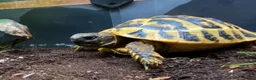 Tortoise reptiles for sale: Hermanns Tortoise - Testudo Hermanni - Advert 2