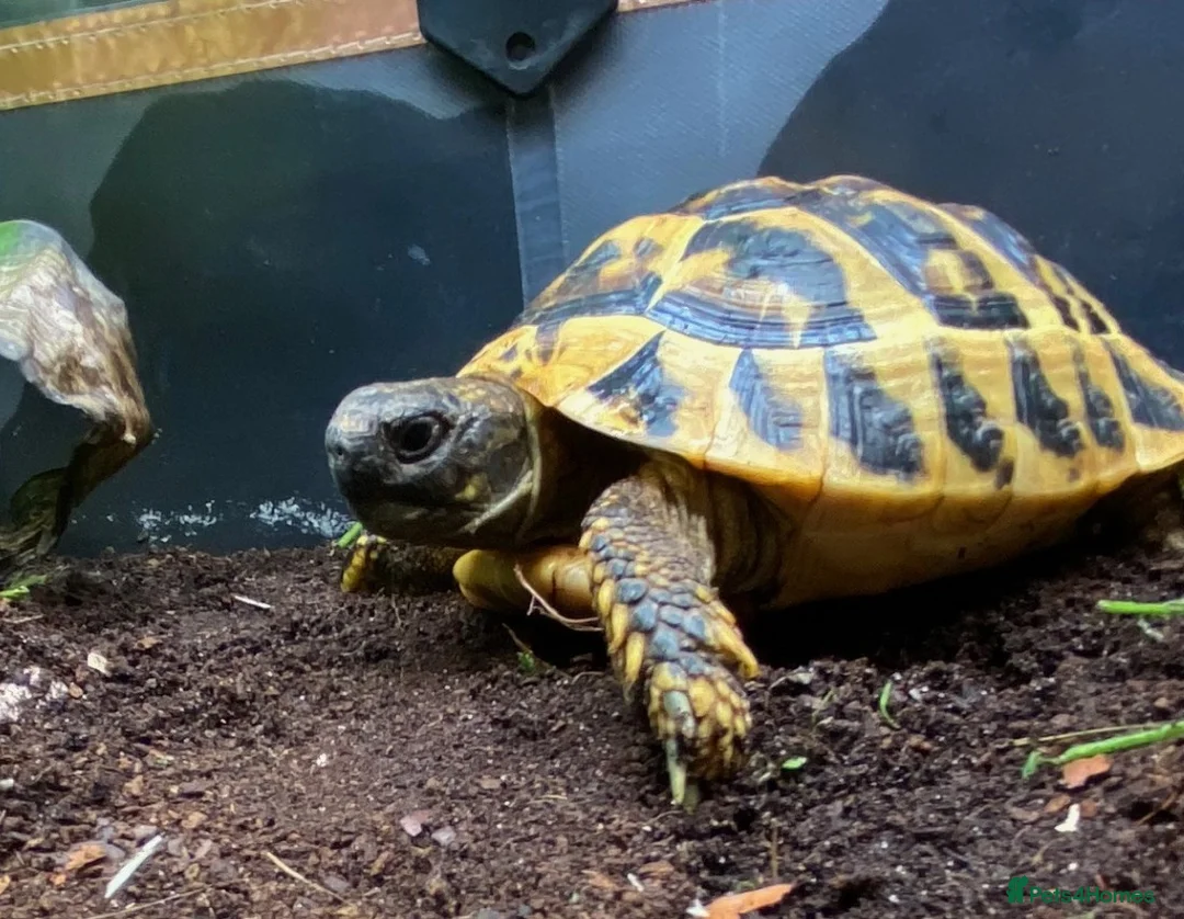Tortoise reptiles for sale: Hermanns Tortoise - Testudo Hermanni - Advert 2