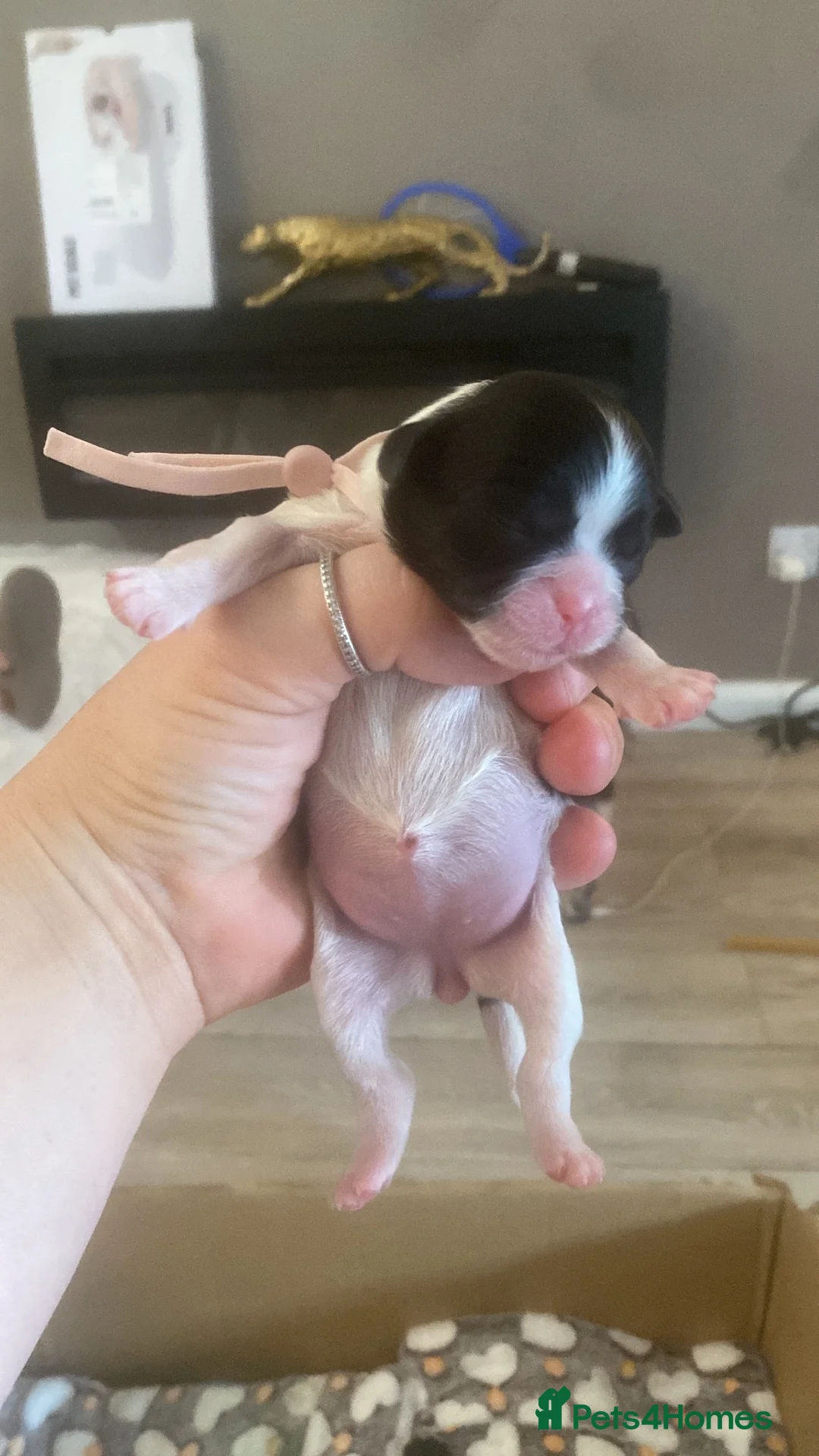 Shih Tzu dogs for sale: Imperial Shih Tzu in Hull - Advert 7