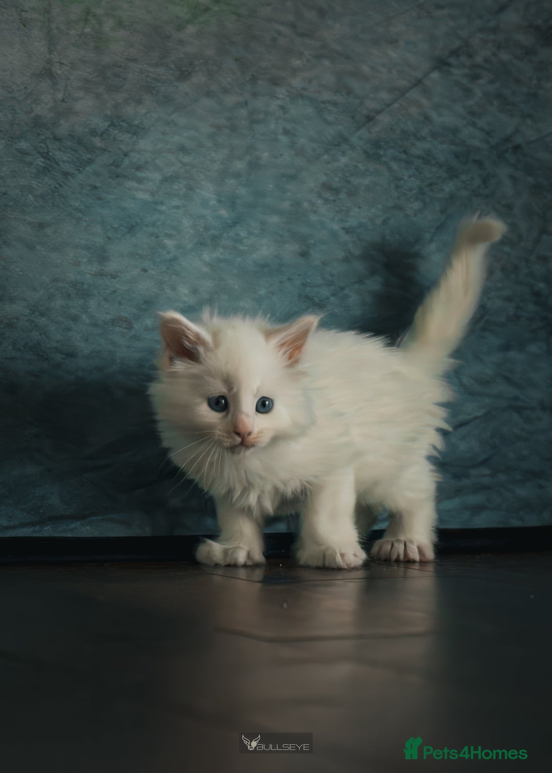 Maine Coon cats for sale: White Polydactyl boy / Russian import parents - Advert 23
