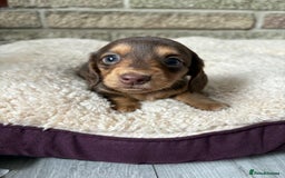 Miniature Dachshund dogs for sale: Pedigree long-haired miniature Dutch hounds - Image 8