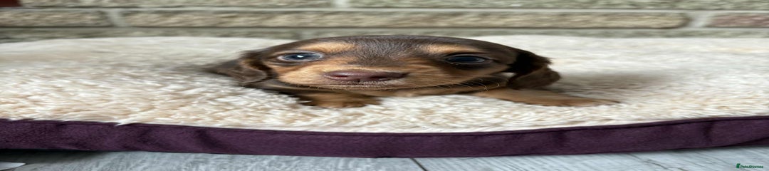 Miniature Dachshund Puppy 1