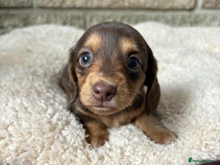 Miniature Dachshund dogs - Advert 32