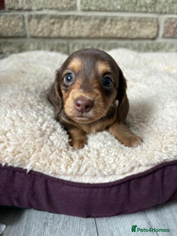 Miniature Dachshund dogs - Advert 1
