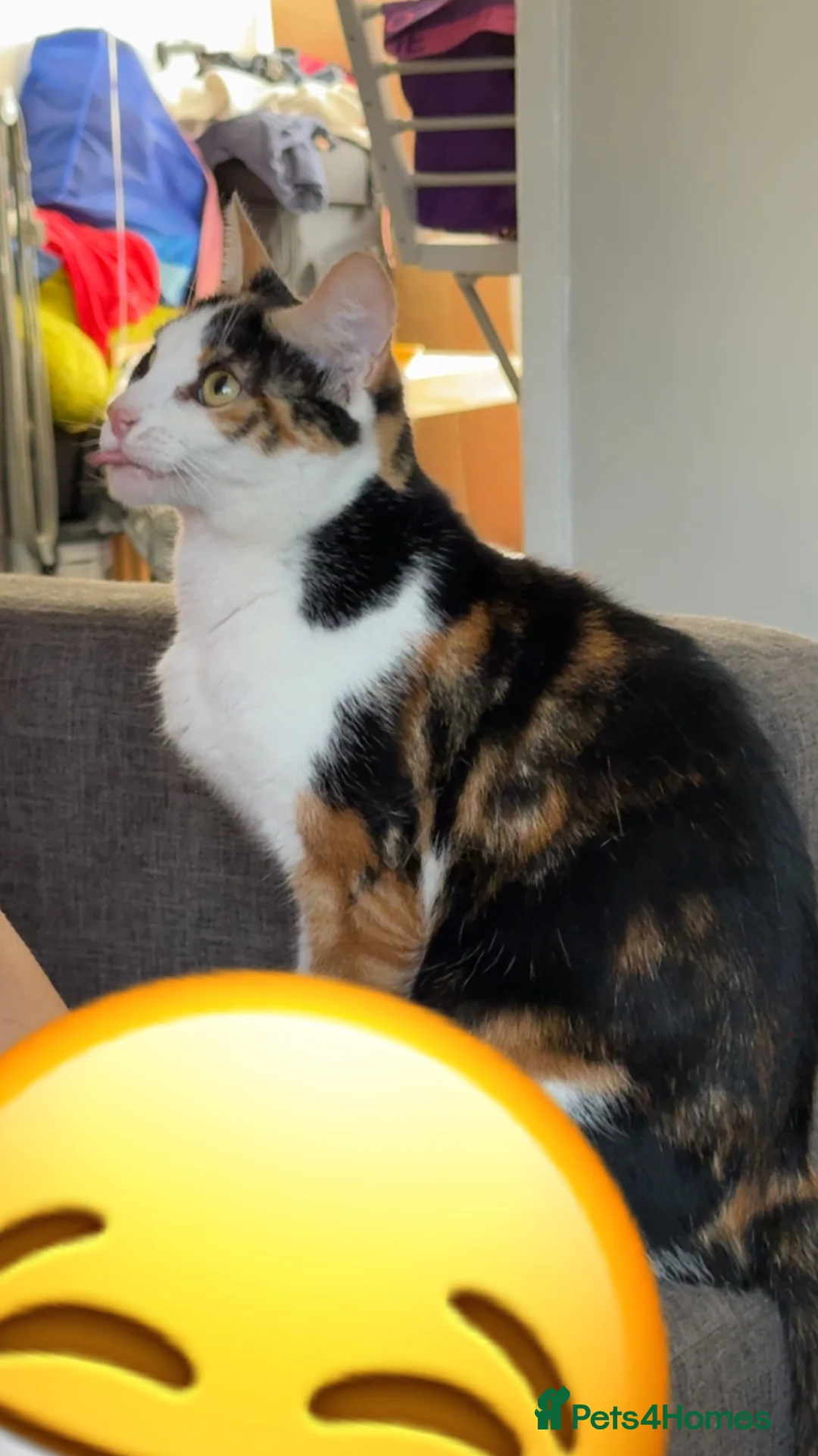 Mixed Breed cats for sale: 2 handsome kittens - Advert 2