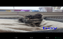 Ragdoll cats for sale: Ragdoll x British shirt hair - Image 3