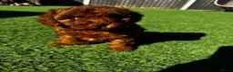 Cavapoo dogs for sale: Beautiful Red F1b Cavapoo - Viewings now welcome - Advert 20