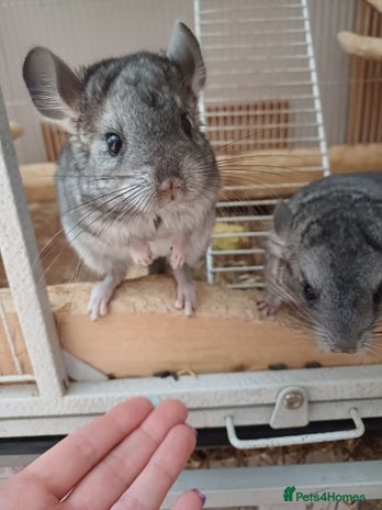 Chinchilla rodents - Advert 18