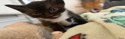 Mixed Breed cats for sale: KITTENS FOR SALE BRYNMAWR  in Ebbw Vale - Advert 4