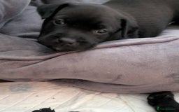 Mixed Breed dogs for sale: Beautiful Labrador x Staffys - Image 8