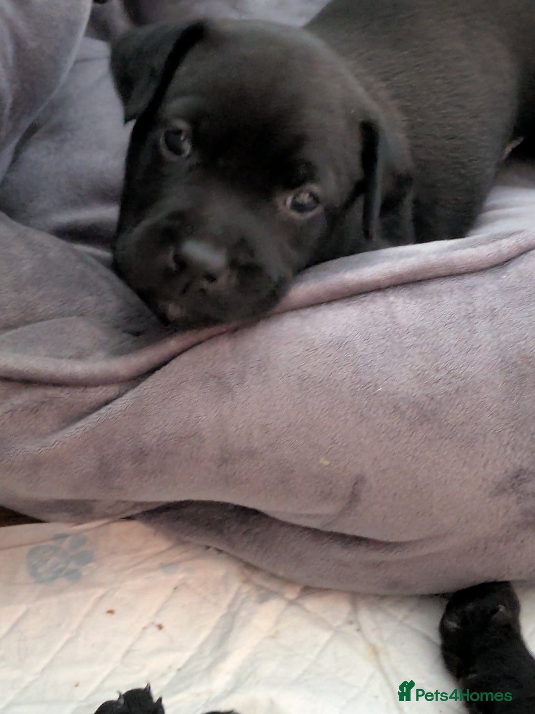 Mixed Breed dogs for sale: Beautiful Labrador x Staffys - Image 8