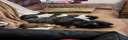 French Bulldog dogs for sale: Brindle female kennel club reg adult available  - Advert 27