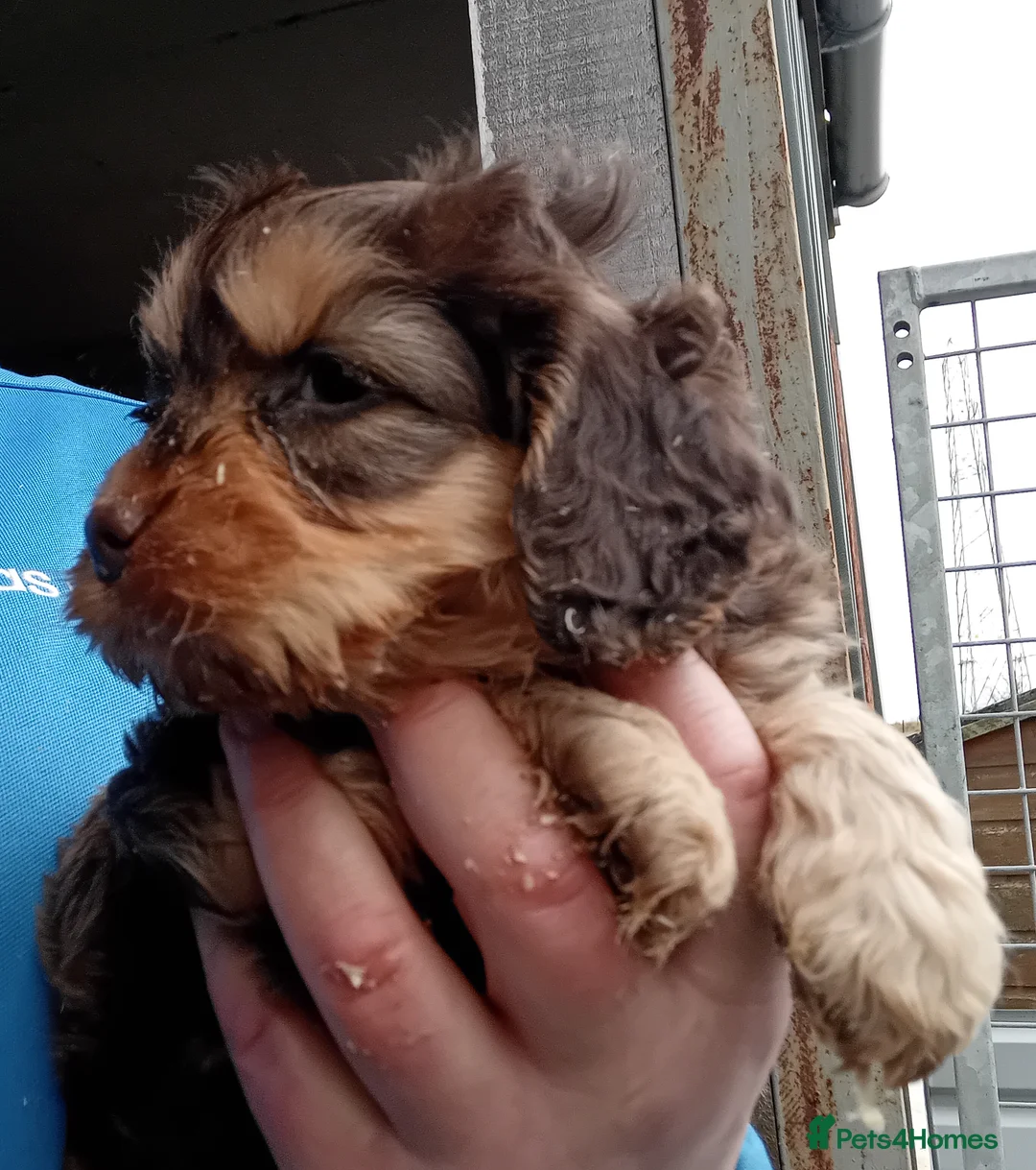 Cockapoo dogs for sale: Cockapoo pup - Advert 4