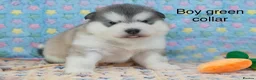 Alaskan Malamute dogs for sale: Pedigree Alaskan Malamute puppies  - Advert 10